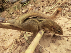 Funisciurus congicus