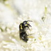 Bituberculate Masked Bee - Photo (c) Reiner Richter, some rights reserved (CC BY-NC-SA), uploaded by Reiner Richter