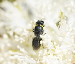 Hylaeus bituberculatus