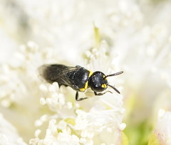 Hylaeus bituberculatus