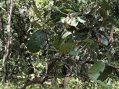 Dispholidus typus punctatus