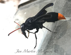 Synagris
