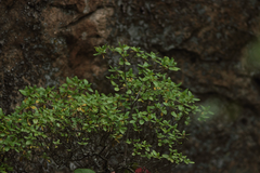 Rhododendron ledebourii