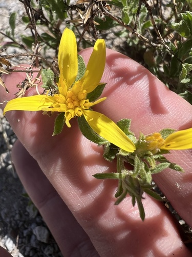 Ericameria suffruticosa, photograph 3