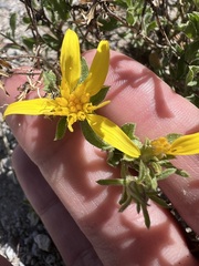 Ericameria suffruticosa, photograph author not stated, no rights reserved