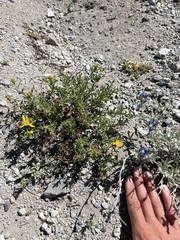 Ericameria suffruticosa, photograph author not stated, no rights reserved
