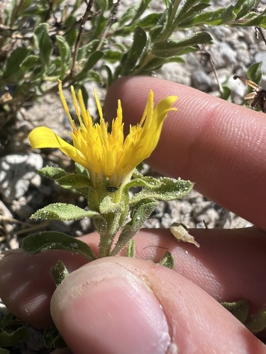 Ericameria suffruticosa, photograph 4