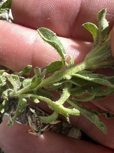 Ericameria suffruticosa, photograph 5