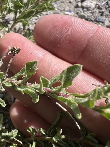 Ericameria suffruticosa, photograph 6
