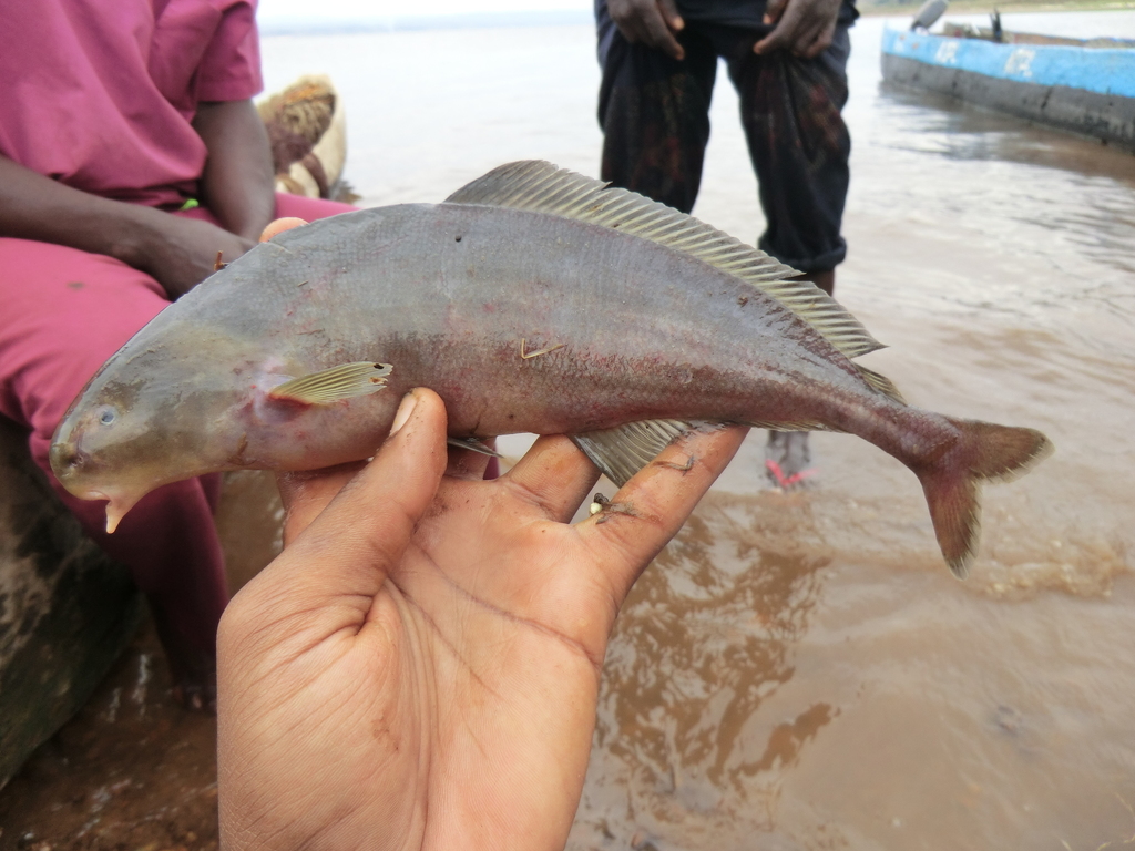Pharaoh elephantfish (Myomyrus pharao) — Mormyridae