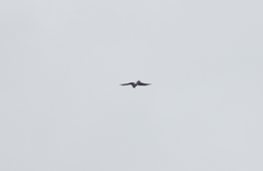 Accipiter nisus