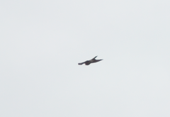 Accipiter nisus
