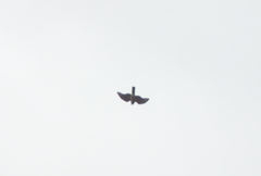 Accipiter nisus