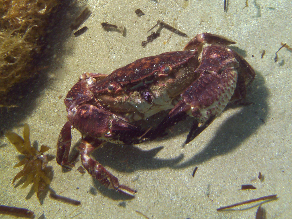 rough rock crab