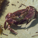 Nectocarcinus integrifrons - Photo (c) Dan Monceaux, μερικά δικαιώματα διατηρούνται (CC BY-NC), uploaded by Dan Monceaux