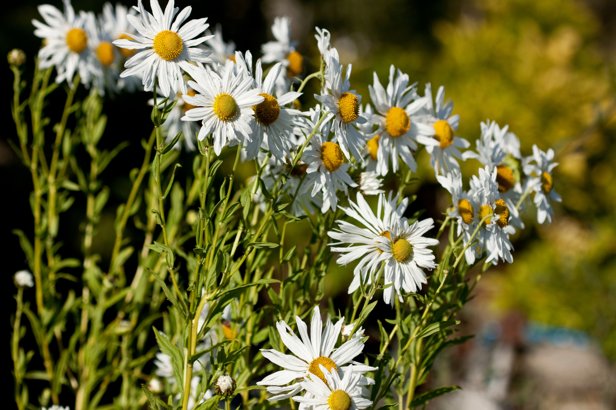 Leucanthemella