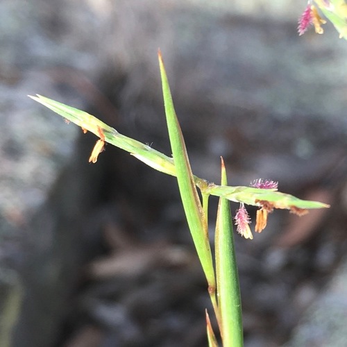 Cymbopogon refractus