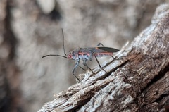 Leptocoris mitellatus