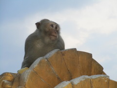 Macaca