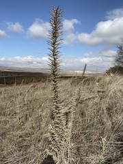Echium glomeratum