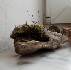 Tortula muralis