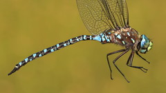 Aeshna interrupta interrupta