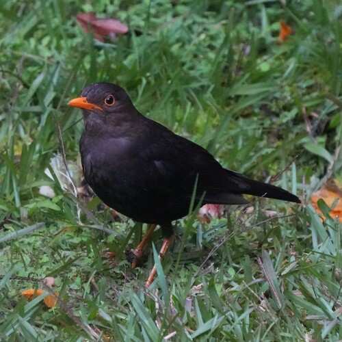 Papuan Island Thrush (Turdus papuensis), photo 7