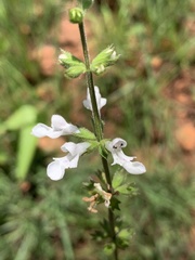 Stachys nigricans