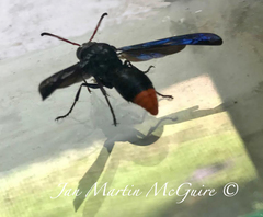 Synagris