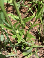 Stachys nigricans