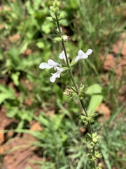 Stachys nigricans