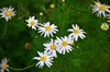 Scentless Mayweed - Photo (c) Radio  Tonreg, some rights reserved (CC BY)