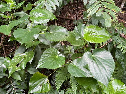 Macropiper latifolium observed 2025-09-23