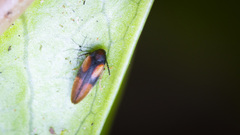 Melandryidae