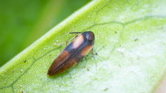 Melandryidae