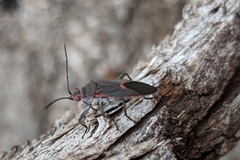 Leptocoris mitellatus