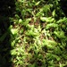 Leptinella dioica - Photo (c) Jon Sullivan, μερικά δικαιώματα διατηρούνται (CC BY-NC)