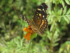 Anthanassa drusilla lelex