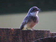 Rhipidura rufiventris