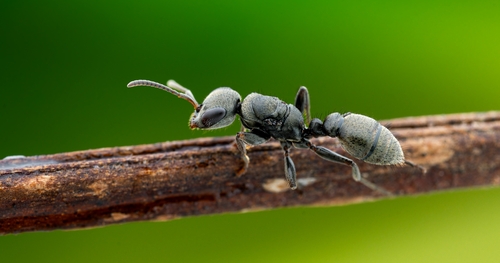 Pseudomyrmex godmani