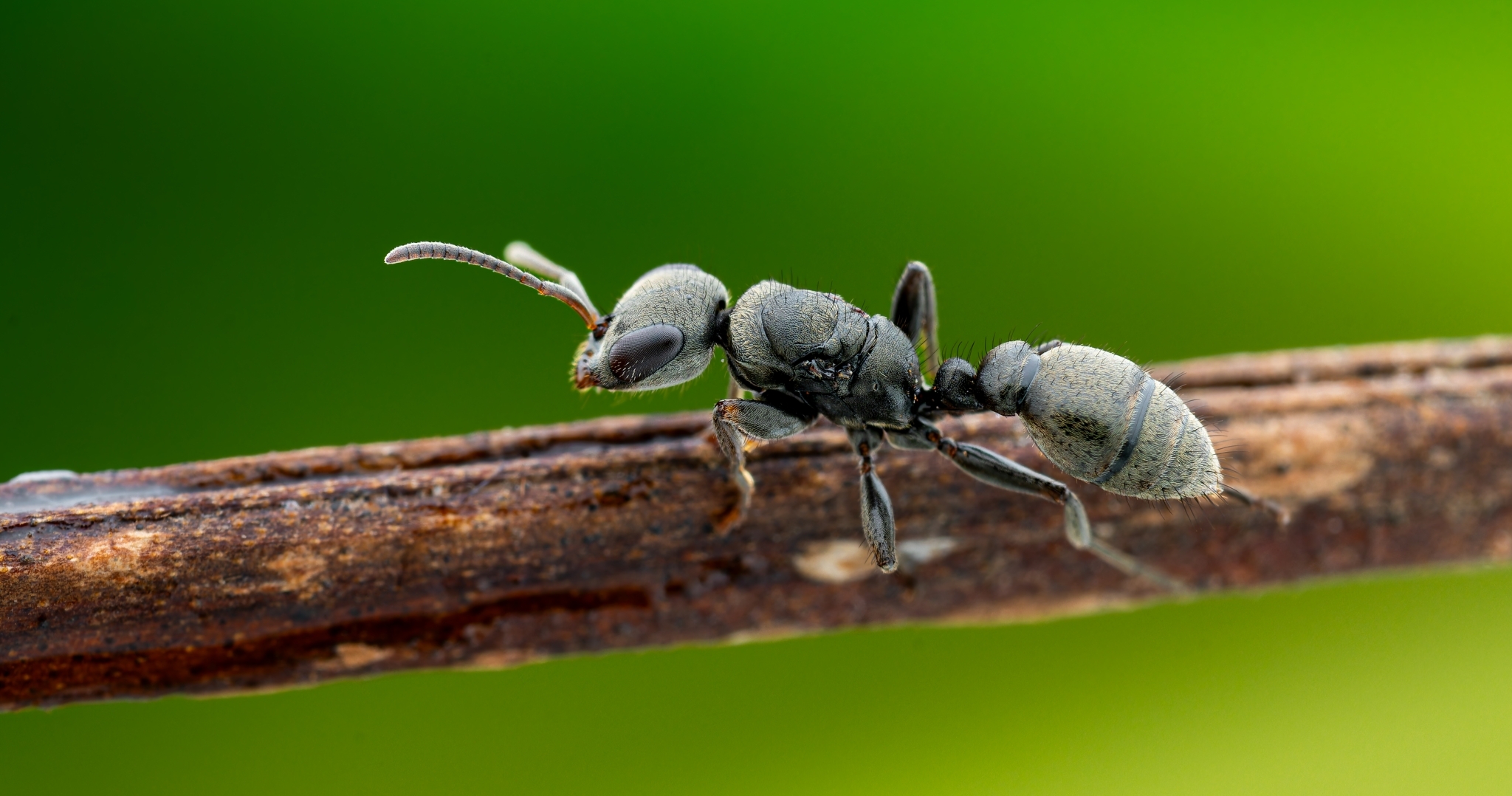 Pseudomyrmex godmani