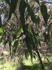 Eucalyptus rudis
