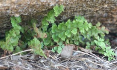Asplenium subglandulosum