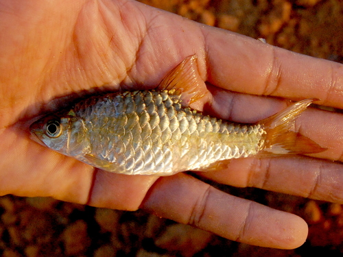 Swamp barb (Puntius brevis) — Cyprinidae — 3