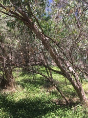 Eucalyptus rudis