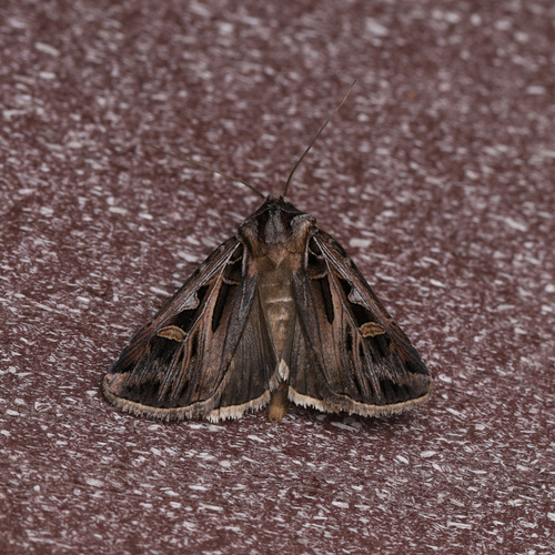 Dingy Cutworm Moth photo 4