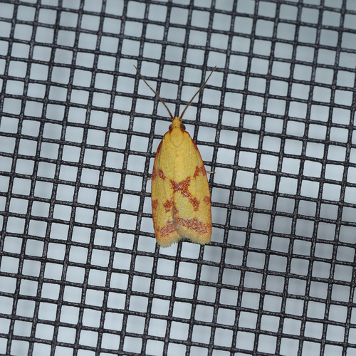 Sparganothis Fruitworm Moth photo 5