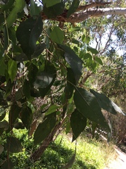 Eucalyptus rudis