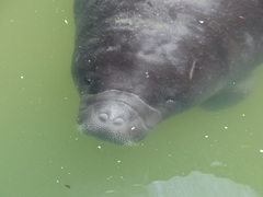 Amazonian Manatee photo 3