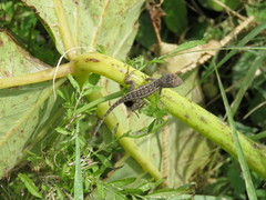 Sceloporus utiformis